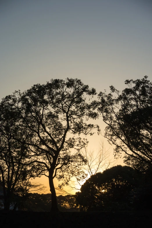 a silhouette of trees against a backdrop of a sunset