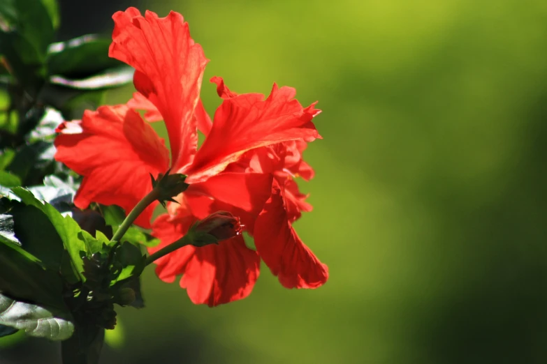 the large red flower is blooming in the wild