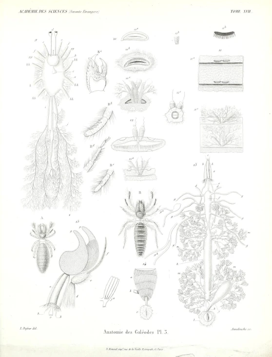 drawings of plants are shown on a sheet