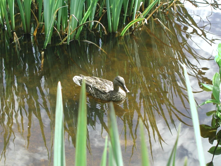 there is a duck in the water by some grass