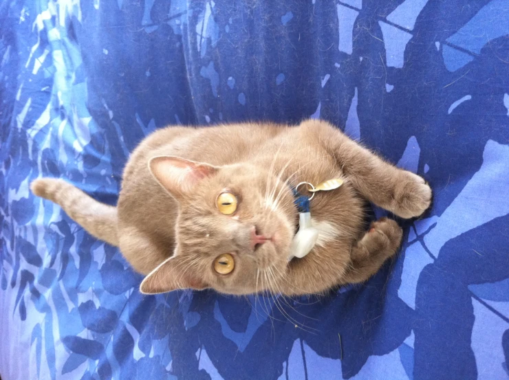 a cat sitting on a bed staring at the camera