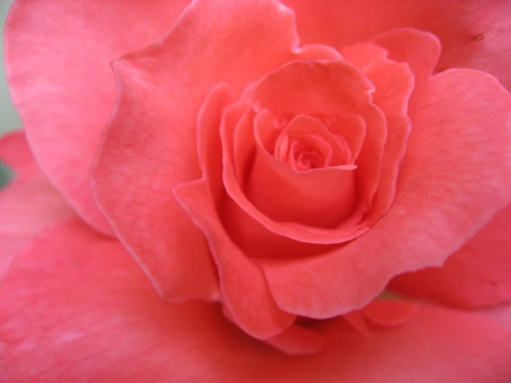 an image of a pink flower close up