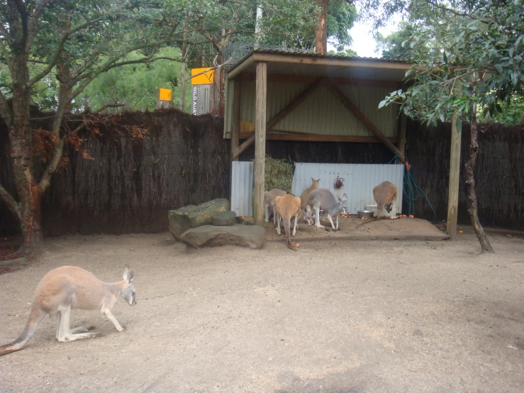 kangaroos and deer in their enclosure near some trees