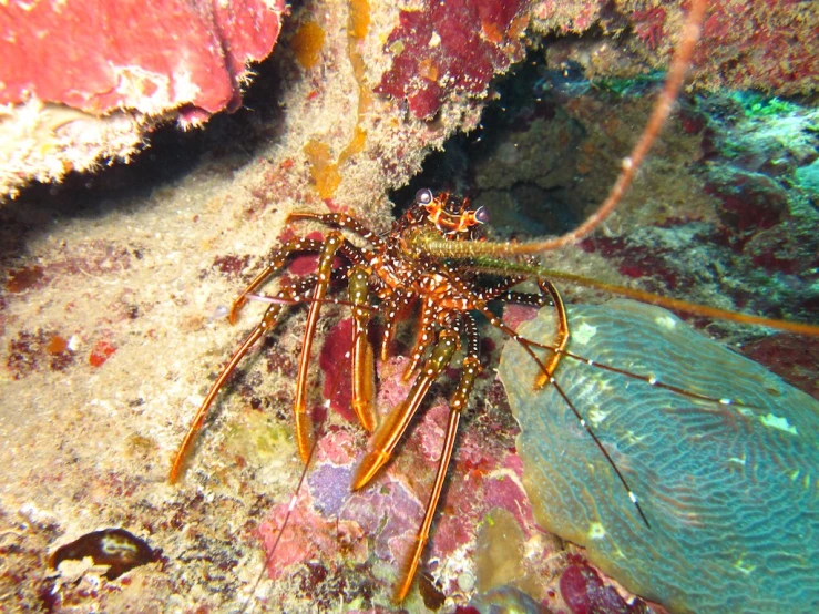 an underwater view shows a lobster with several fins on its back