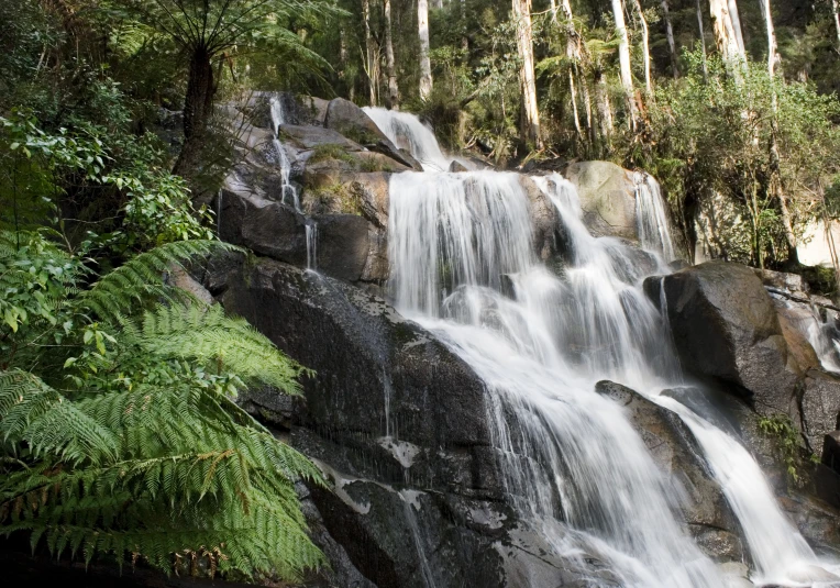 waterfall in the rainforest with trees growing beside it