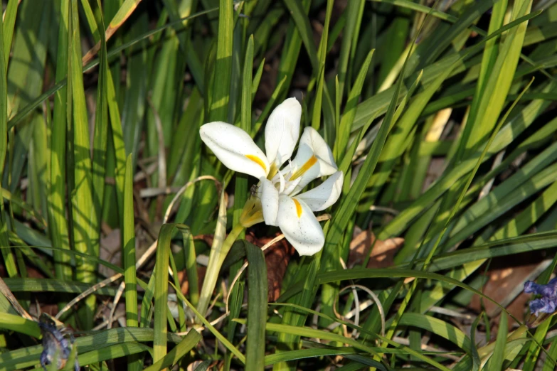 a single white and yellow flower growing among tall grass