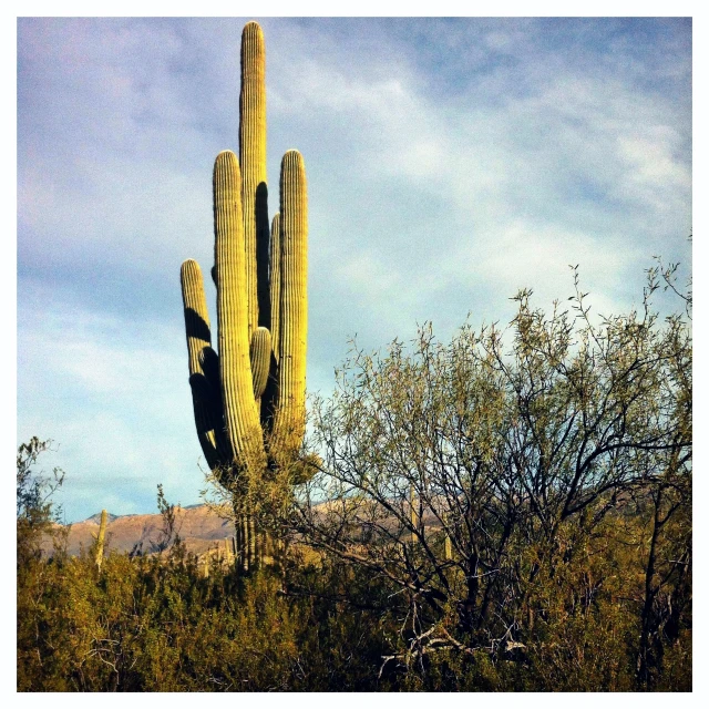 a large cactus with trees and a sky background