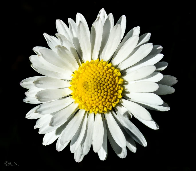white and yellow daisy flower with dark background