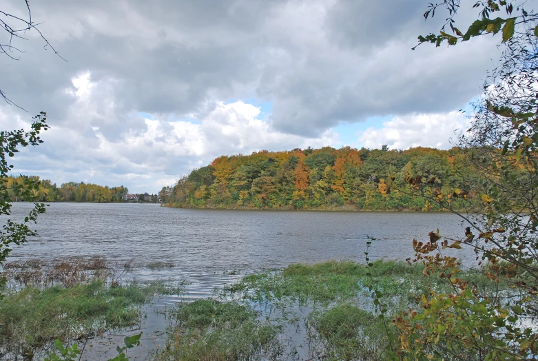 the waters at the edge of the wooded area