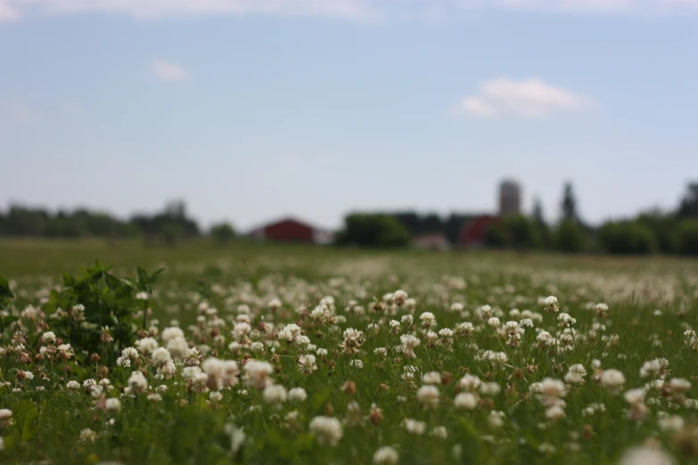large field with lots of white flowers on the ground