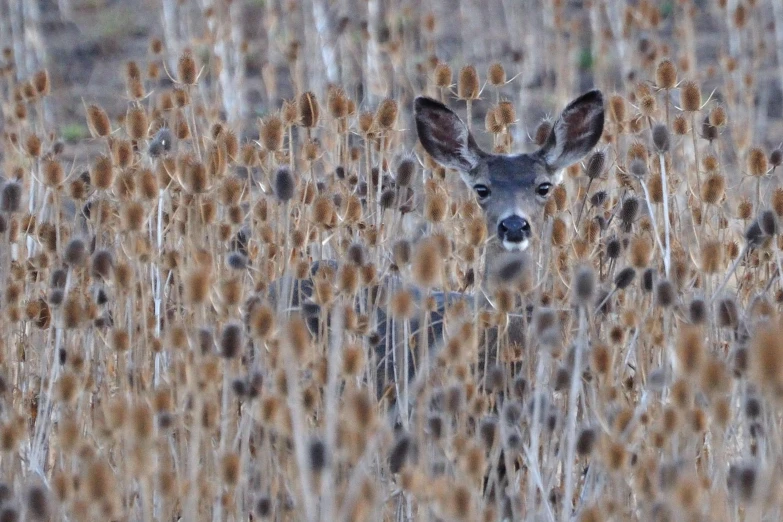 the head and antlers of a deer with long ears