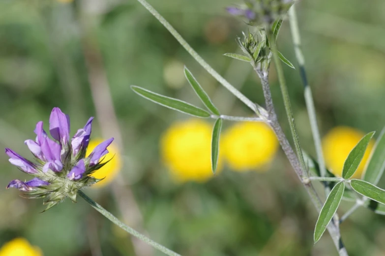 the purple flower is very large and has leaves