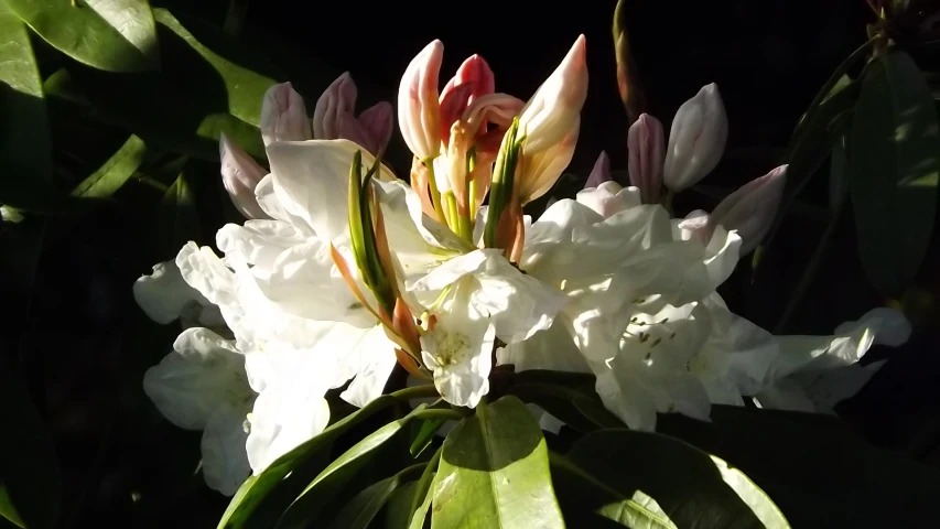 large flowers on the outside of the po