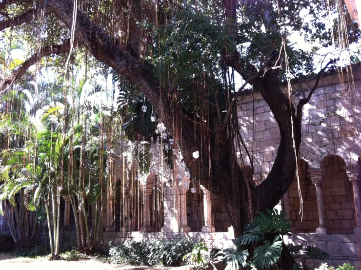 an ivy covered tree and a wall next to it