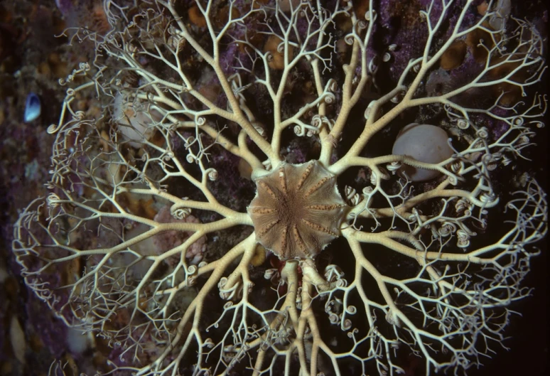 a view from above shows different species of coral