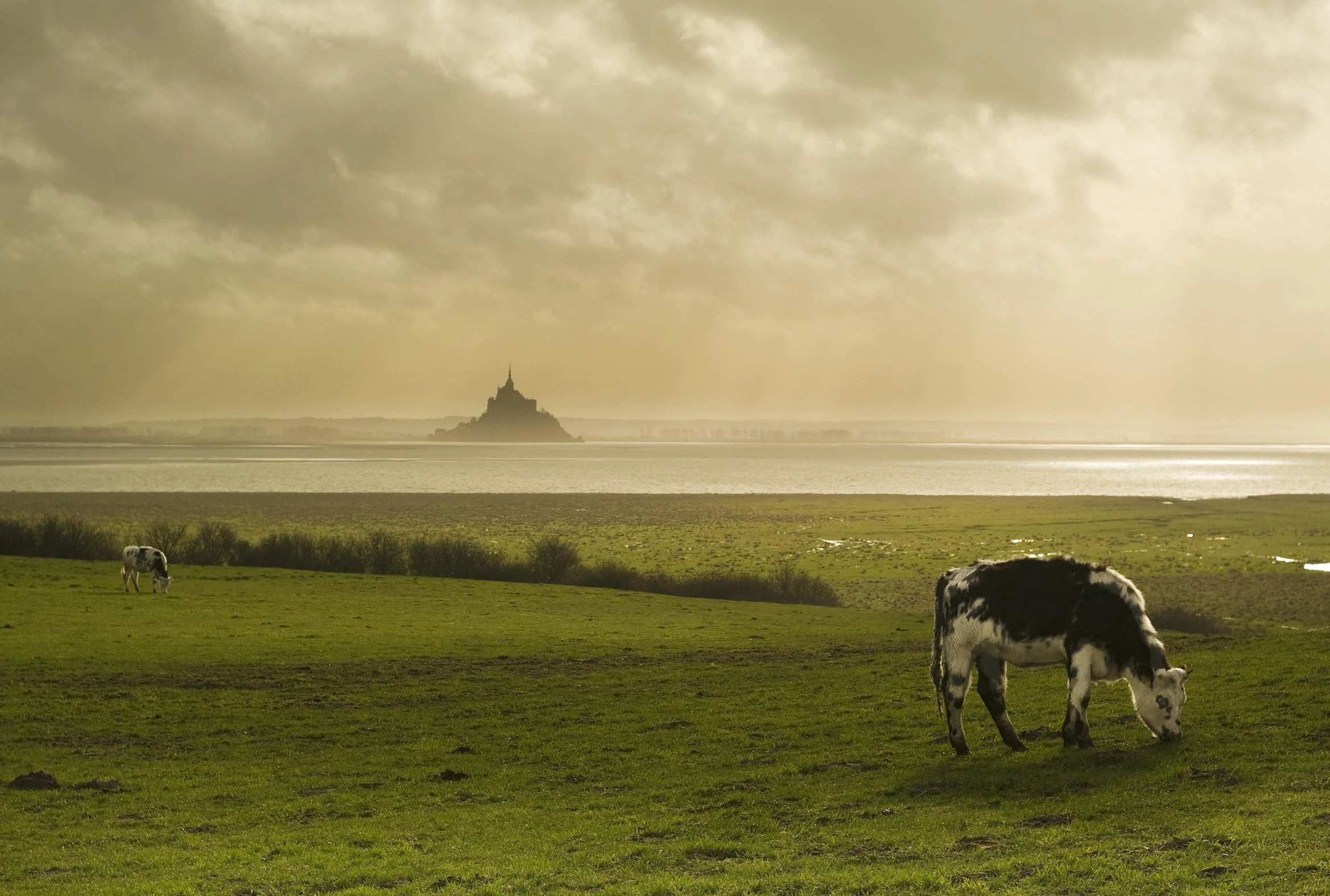 a cow grazing in a pasture on the edge of a lake