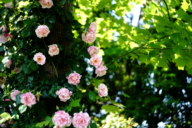 pink roses on the tree outside in the afternoon
