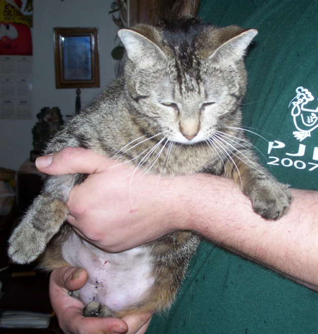 a brown and white cat holding onto a mans arm