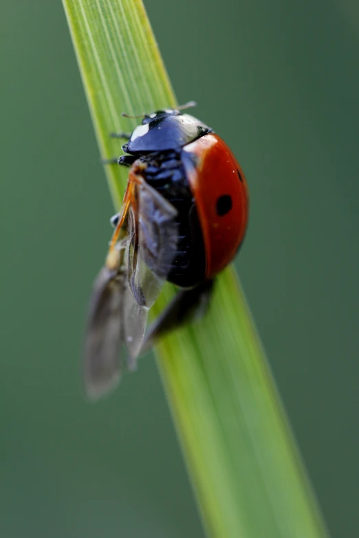 a ladybug bug sitting on a green leaf