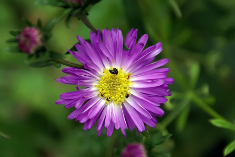 a bee is sitting in a large purple flower