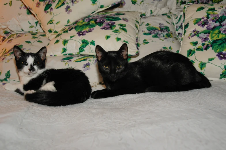 two black cats lie on a floral print couch