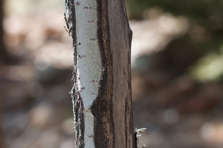 the bark and growth of this tree is white with black highlights