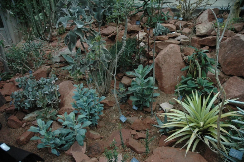 some very pretty looking plants in a big pile