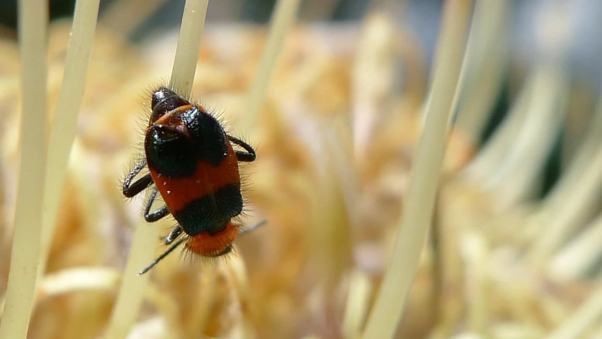 a close - up po of a red and black bug