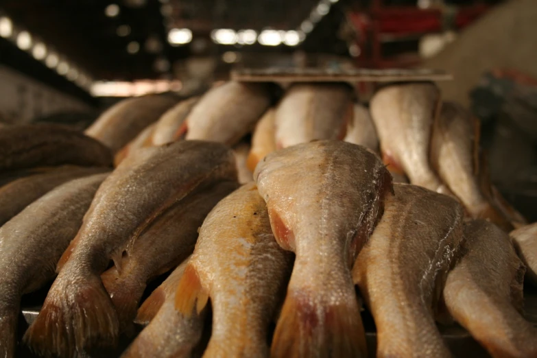 several pieces of fish are sitting together for sale