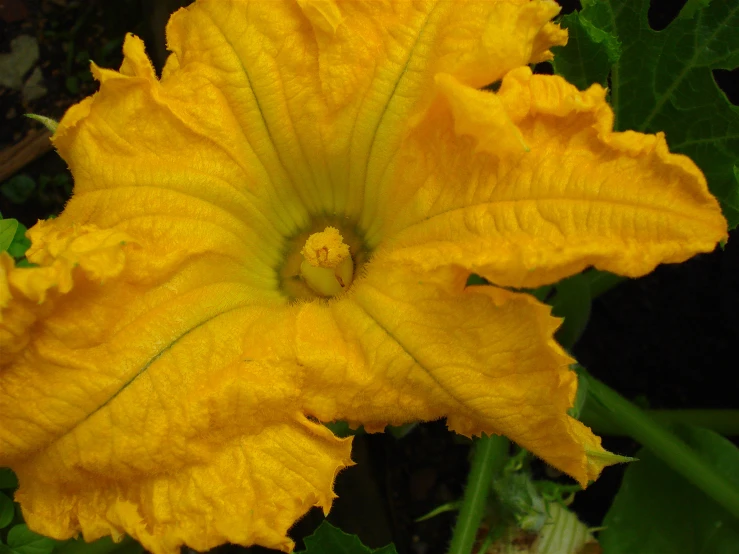 the yellow flower is blooming next to green leaves