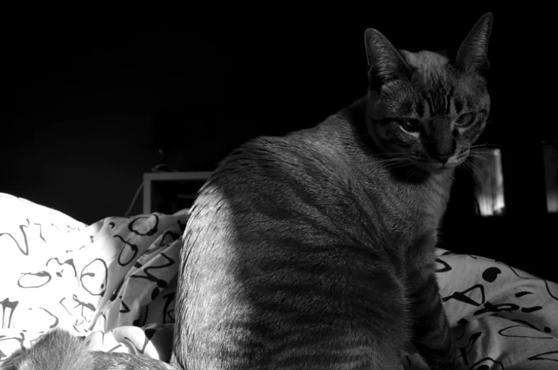 a large cat sitting on top of pillows