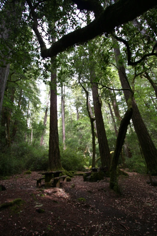 the woods are full of trees and rocks