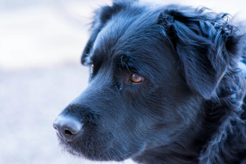 a black dog staring away from the camera