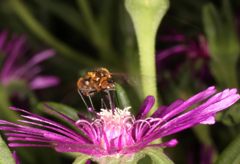 the small bee is perched on a flower