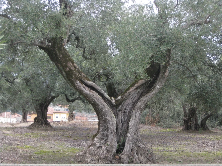 an old oak tree surrounded by brown grass