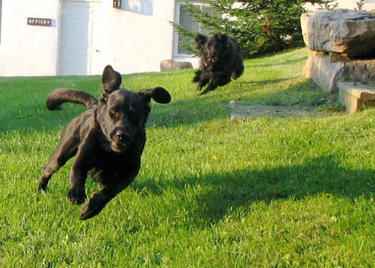 a black dog runs down a grassy yard