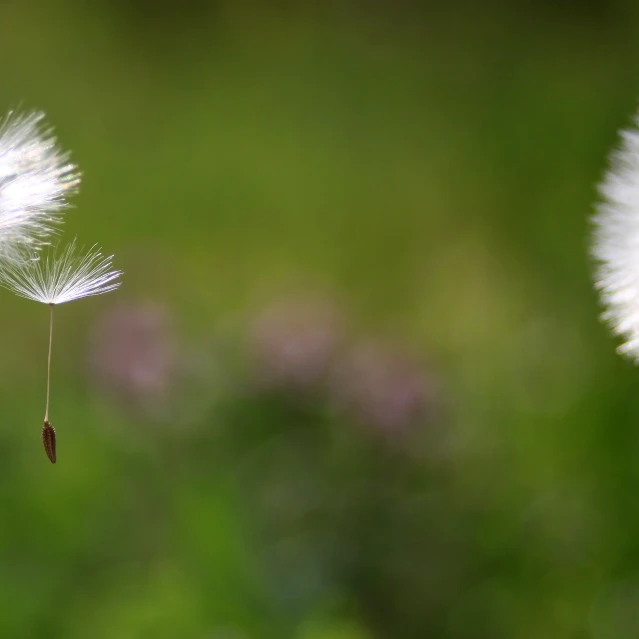 some white flowers and green grass are in the background