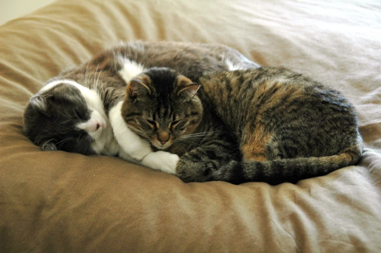 two cats sleeping together on a couch and cover