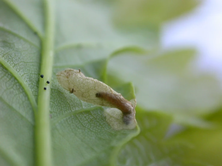 a tiny white bug crawling on the side of a leaf