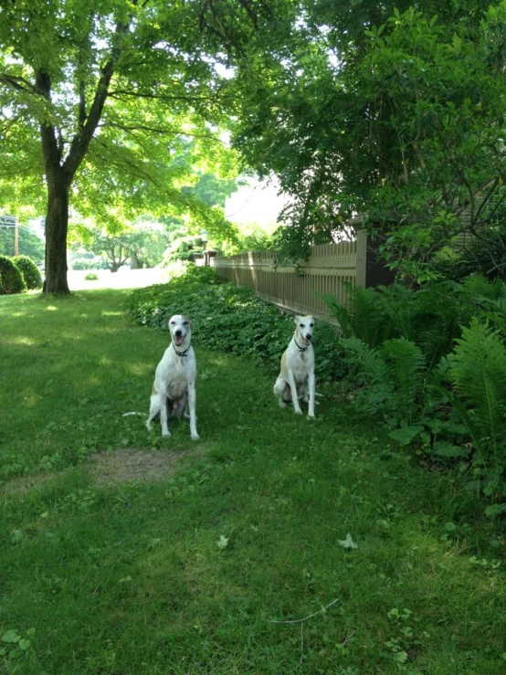 two dogs sitting in the grass with each other