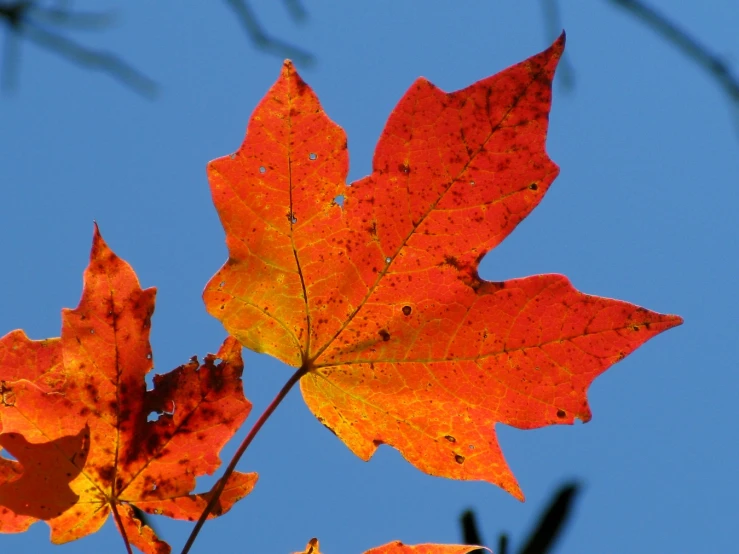 orange and yellow leaves against a blue sky