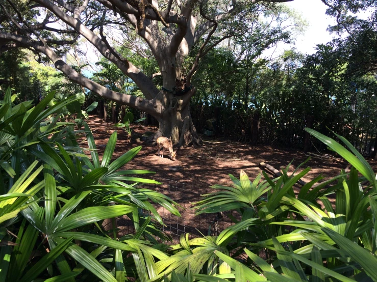 trees, leaves and shrubs in a forest setting