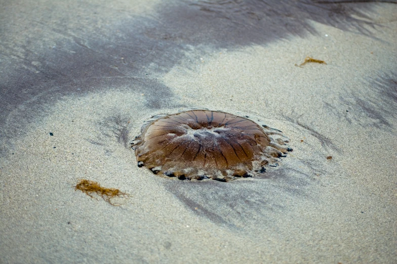 a jellyfish is sitting in the sand looking up