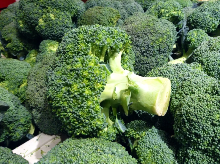 broccoli is shown with very long stems on display