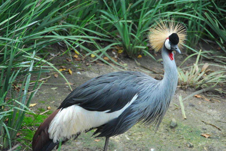 a bird is standing in the grass outside