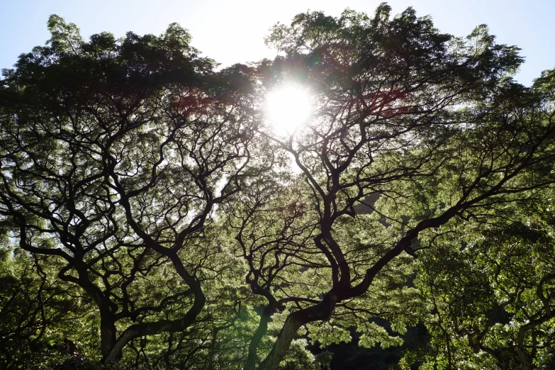 sun is shining through the forest nches, which are dotted with the foliage