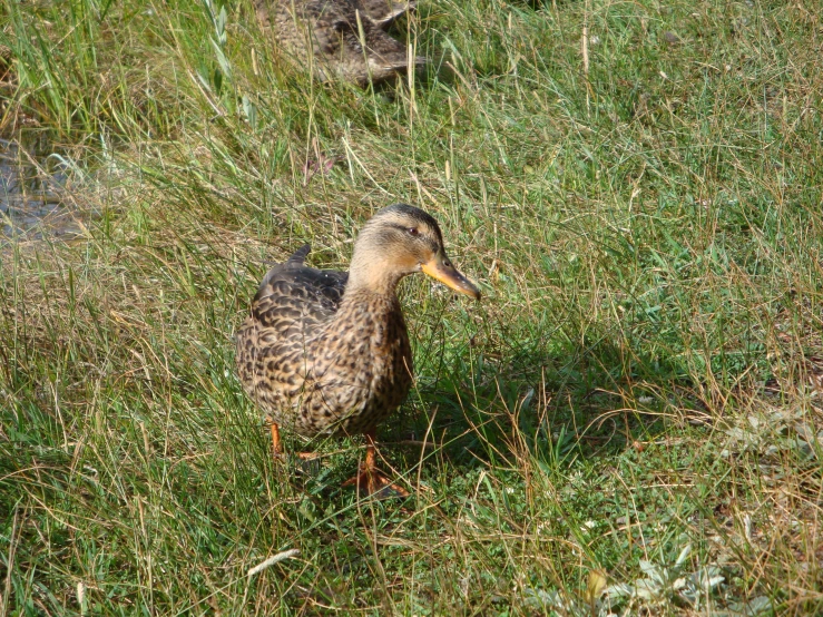 a duck standing on the grass in a field