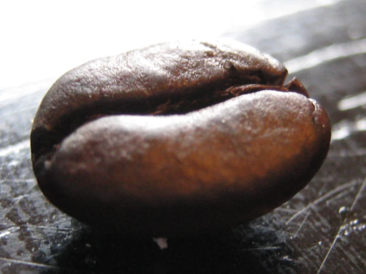 a small brown chocolate doughnut with some seeds on it