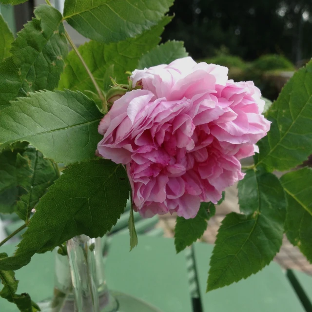 a pink flower that is sitting on a table