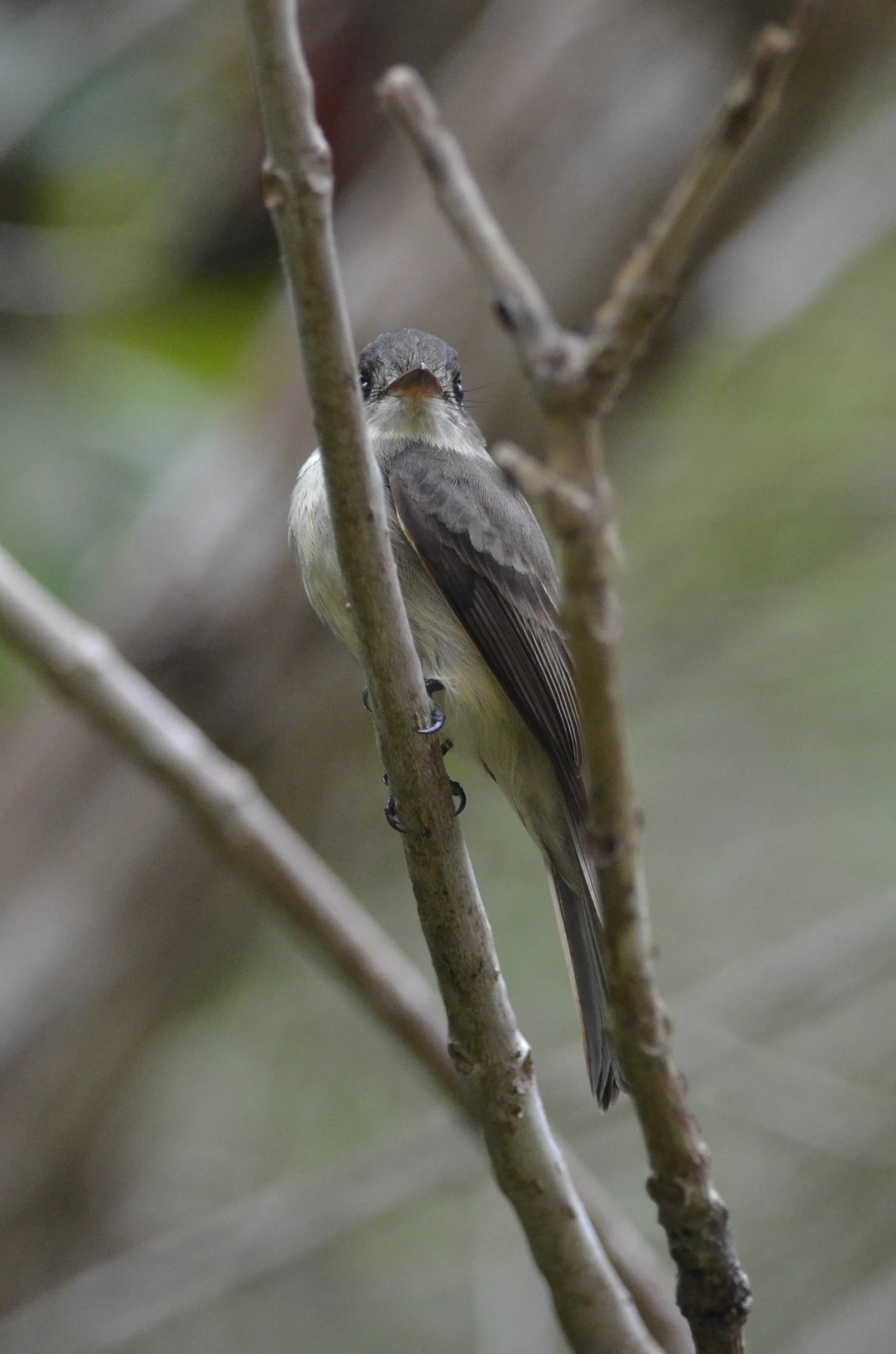 this small bird is perched on top of a nch